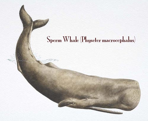 A whale of a good time